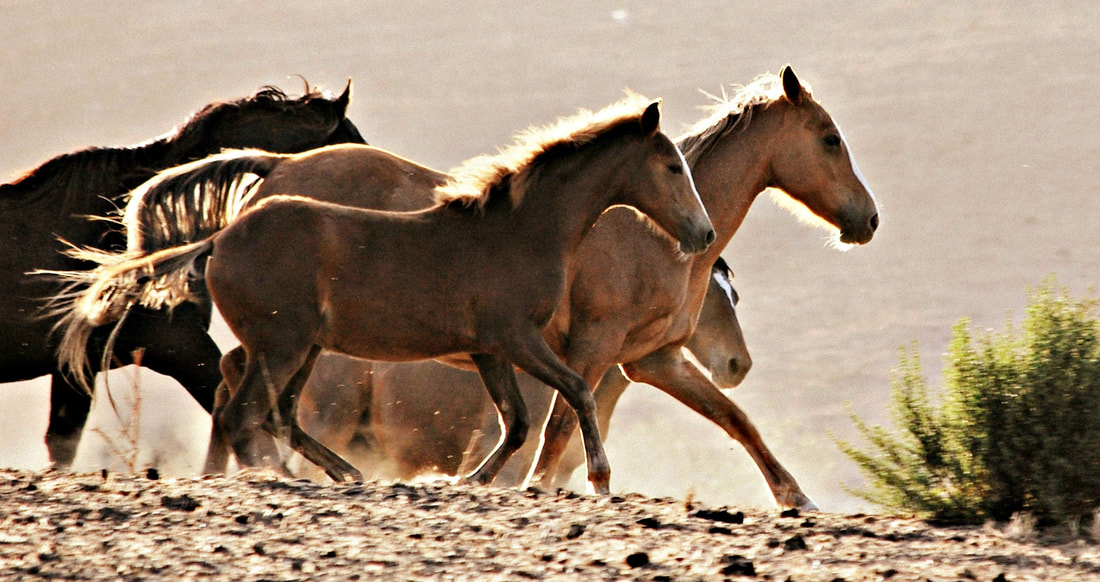 Return to Freedom Wild Horses on the run