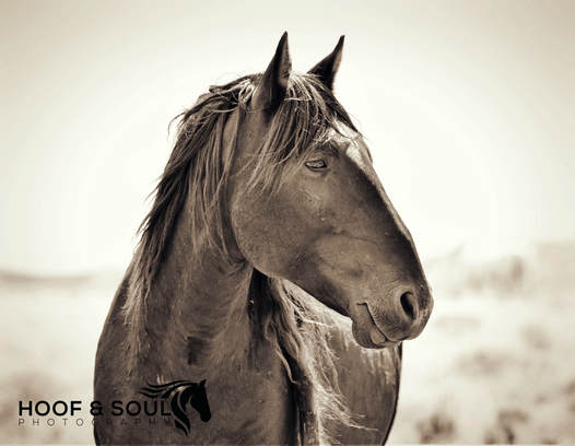 Onaqui Mountain wild horse profile